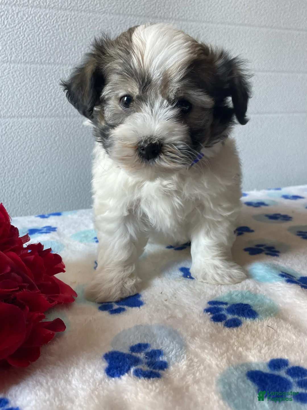 Havanese dogs for sale: Louie - Ad 4