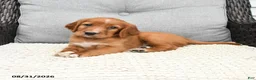 Mixed Breed dogs for sale: Finn - Ad 3