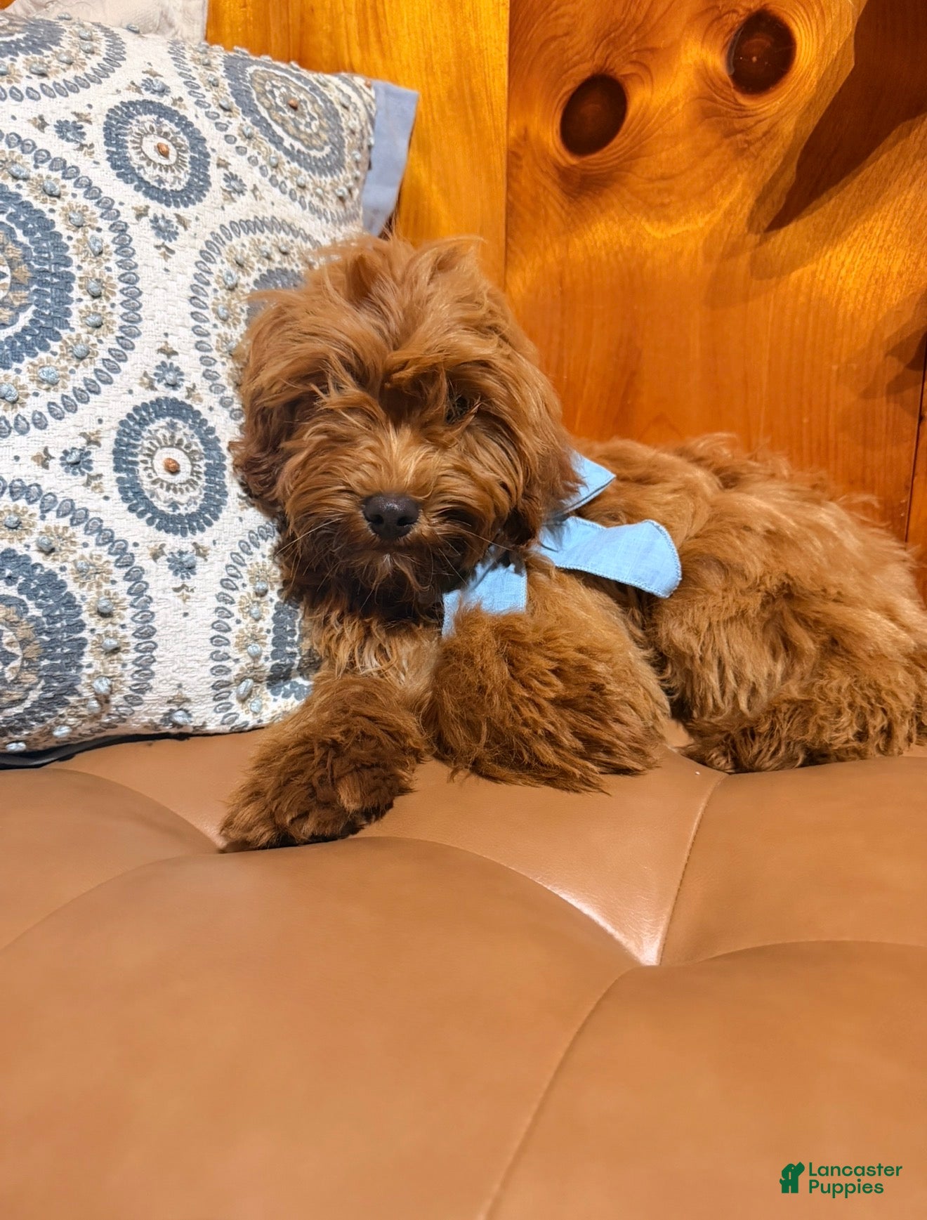 Mini Goldendoodle dogs Winnie - Ad 1