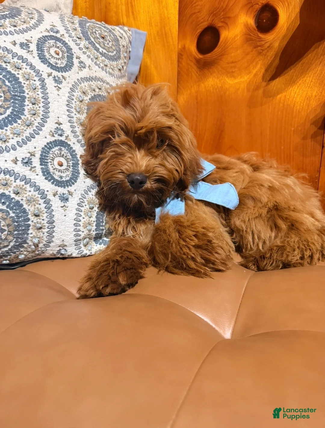 Mini Goldendoodle dogs for sale: Winnie - Ad 1