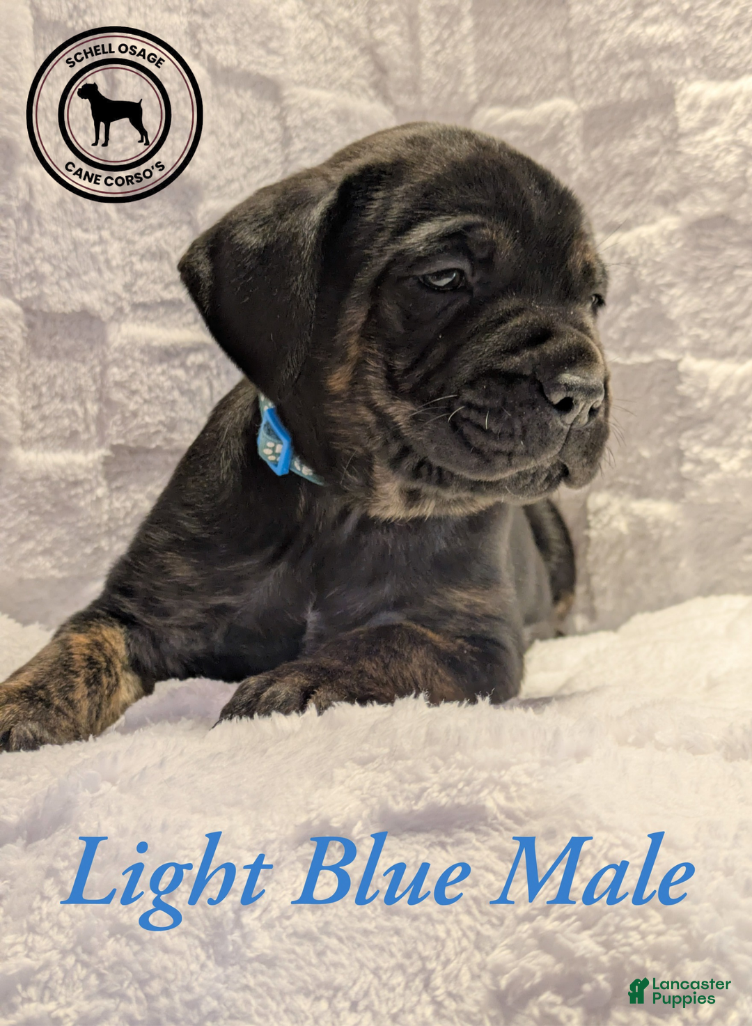 Cane Corso dogs for sale: Light Blue  - Ad 4