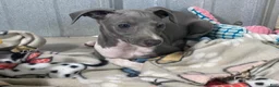 Italian Greyhound dogs for sale: Snapdragon - Ad 3