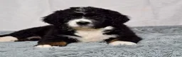Bernedoodle dogs for sale: Wade - Ad 6