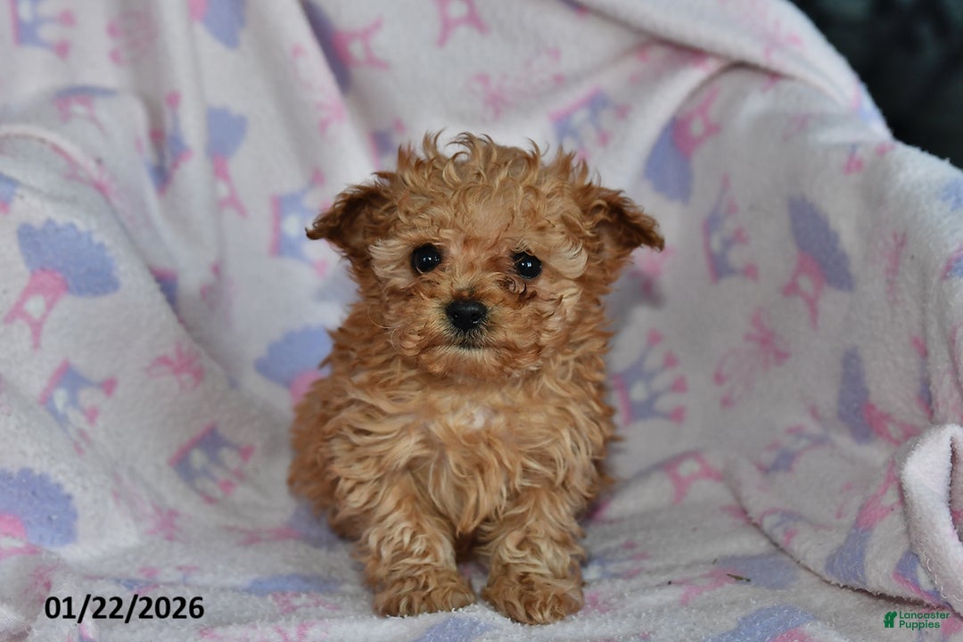 Toy Poodle dogs for sale: Rosie - Ad 1