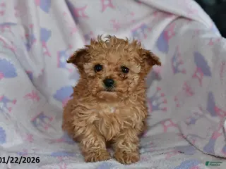 Toy Poodle dogs Rosie - Ad 15