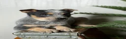 Australian Cattle Dog dogs for sale: Australian Cattle Dog Puppy 3 - Ad 7