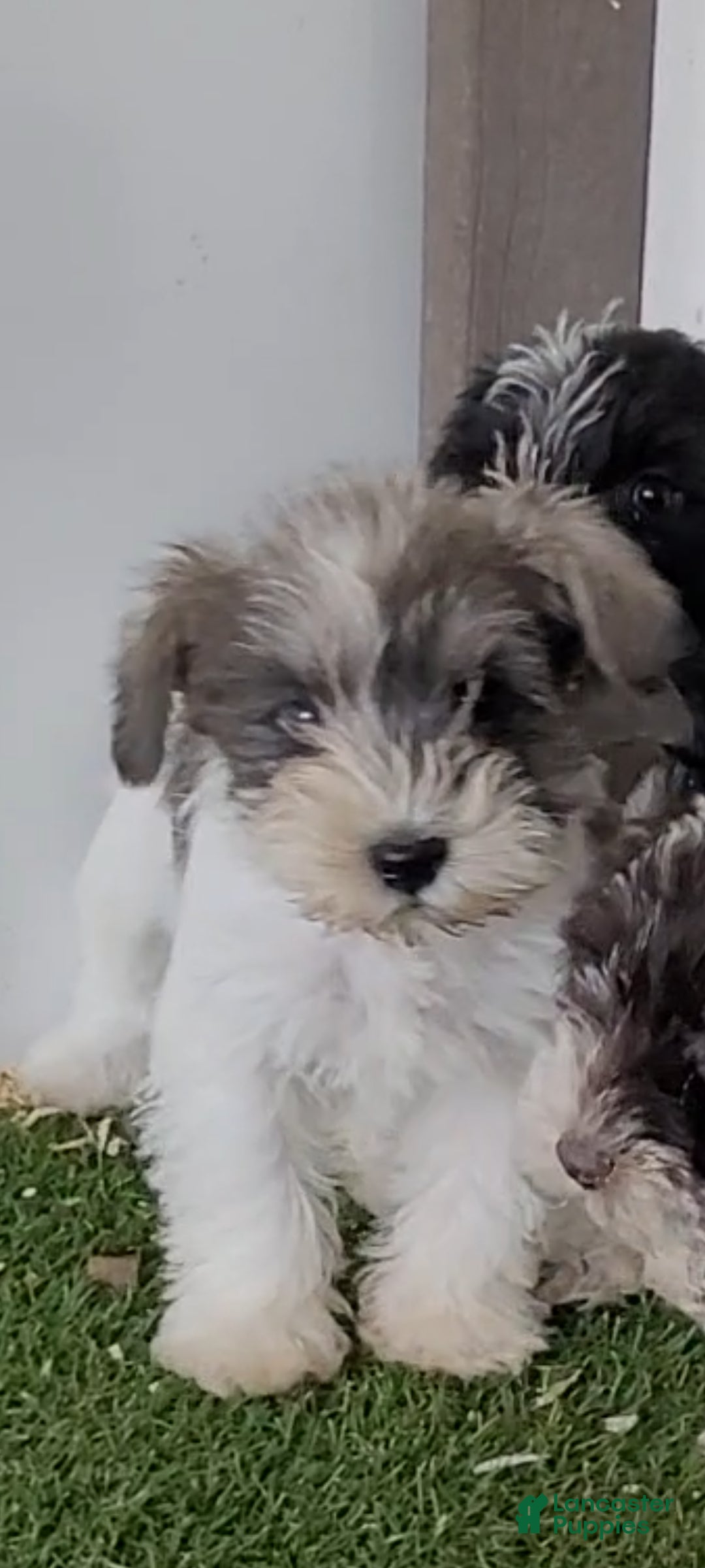 Miniature Schnauzer dogs AKC Lily - Ad 2