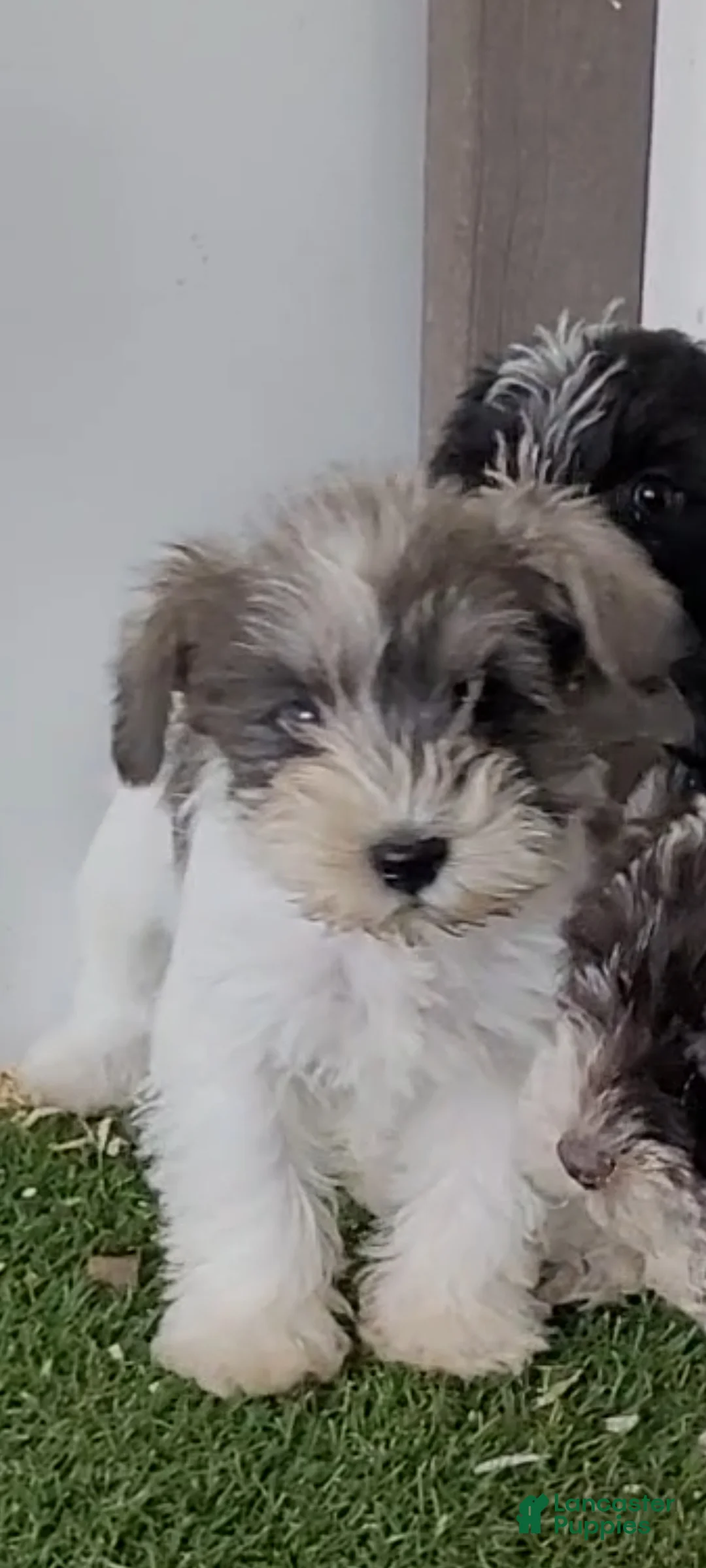 Miniature Schnauzer dogs for sale: AKC Lily - Ad 2
