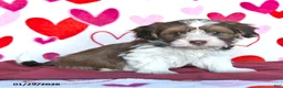 Havanese dogs for sale: Sweetheart - Ad 2