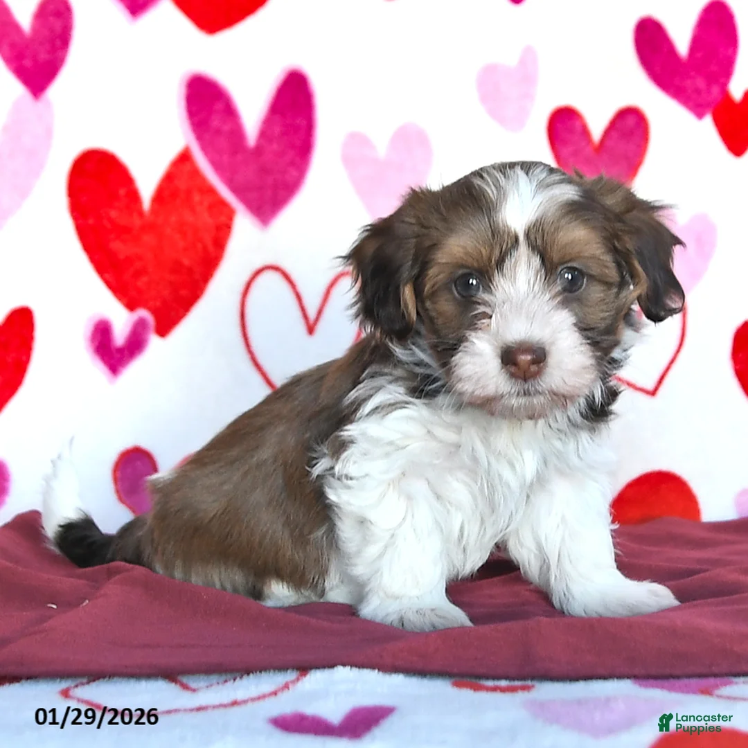 Havanese dogs for sale: Sweetheart - Ad 2
