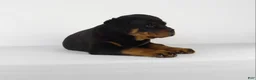 Rottweiler dogs for sale: Rottweiler Puppy 2 - Ad 9