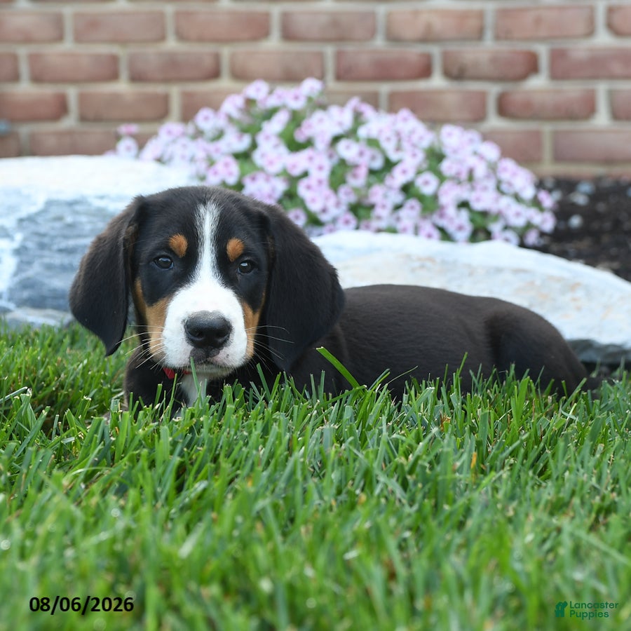 Greater Swiss Mountain Dog dogs Taz - Ad 2