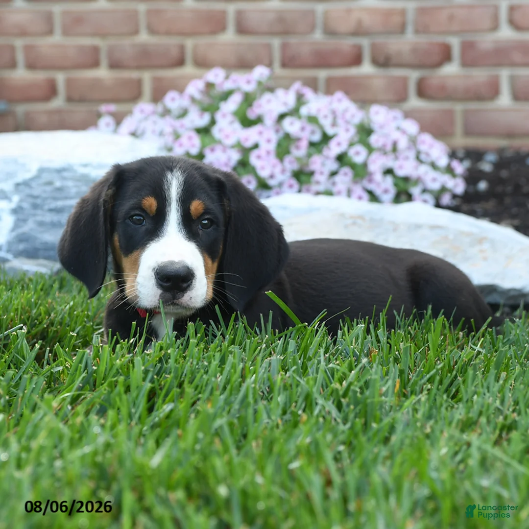 Greater Swiss Mountain Dog dogs for sale: Taz - Ad 2