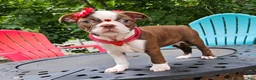 Boston Terrier dogs for sale: Boston Terrier 1 - Ad 6