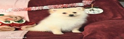 Pomeranian dogs for sale: Pogo - Ad 6