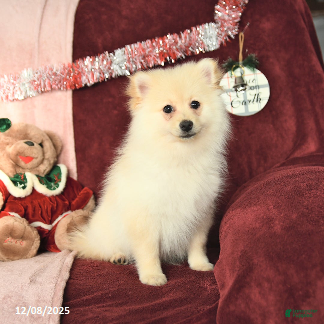Pomeranian dogs for sale: Pogo - Ad 6