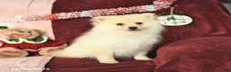 Pomeranian dogs for sale: Pogo - Ad 6