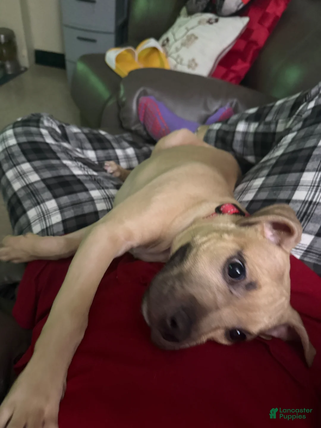 Mixed Breed dogs for sale: Mixed Breed Puppy 1 - Ad 2