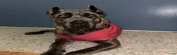 Cane Corso dogs for sale: Cane Corso 2 - Ad 4