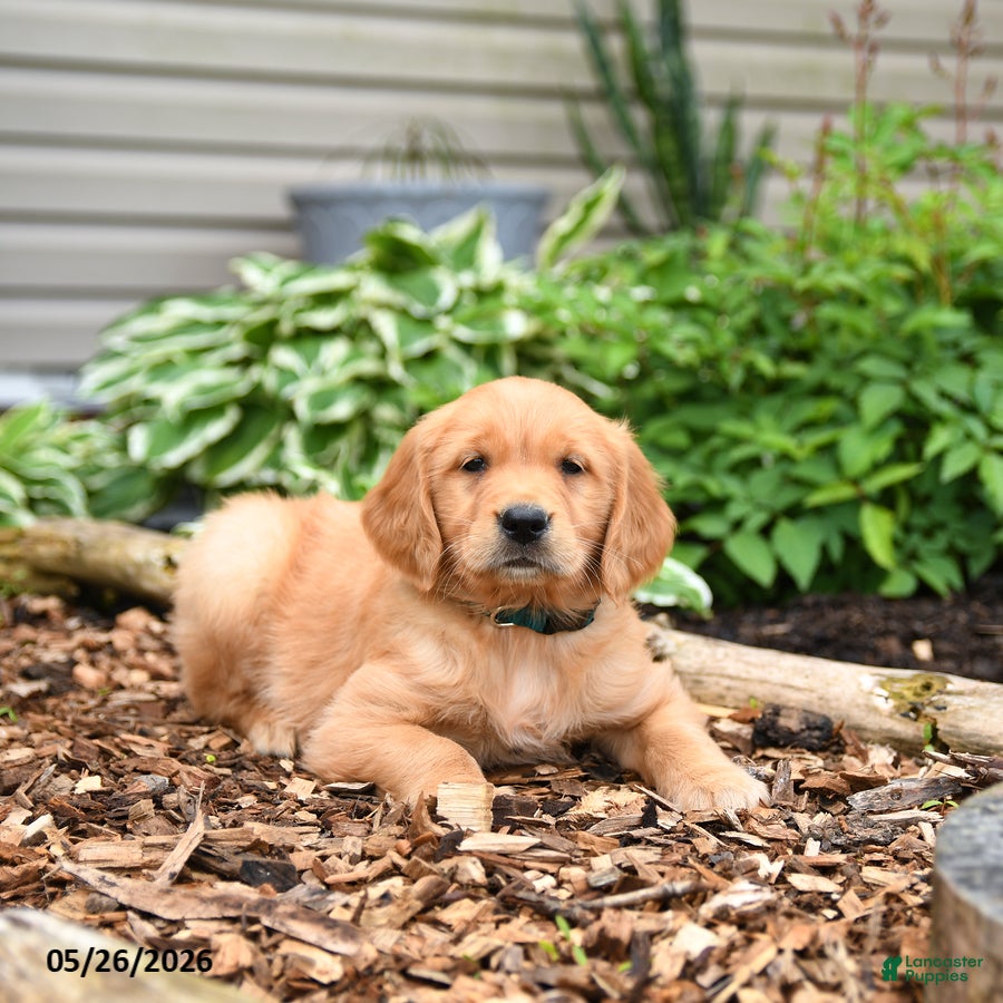 Golden Retriever dogs Goose - Ad 2