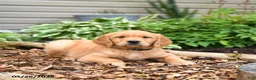 Golden Retriever dogs for sale: Goose - Ad 2