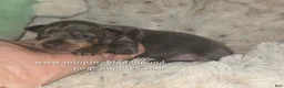 Miniature Pinscher dogs for sale: Miles blue and tan  - Ad 3