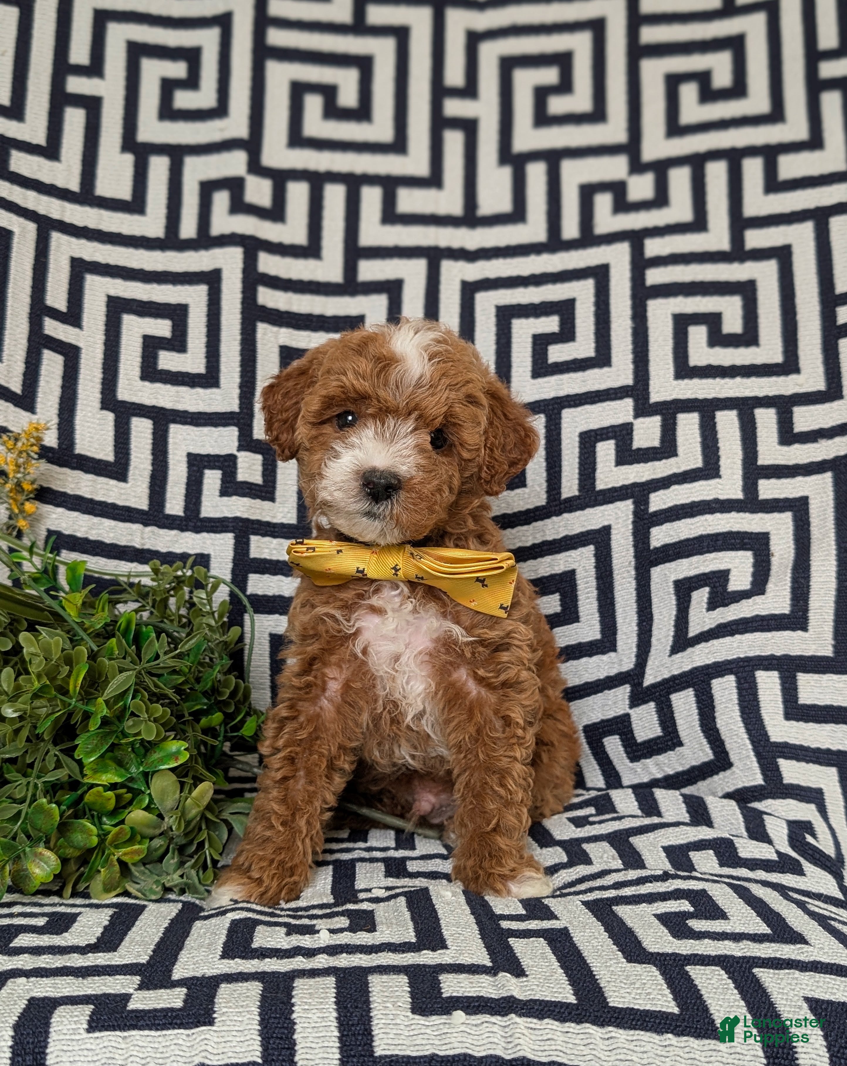 Lhasapoo dogs Delaney Hypoallergenic - Ad 2