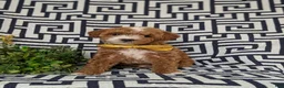 Lhasapoo dogs for sale: Delaney Hypoallergenic - Ad 2