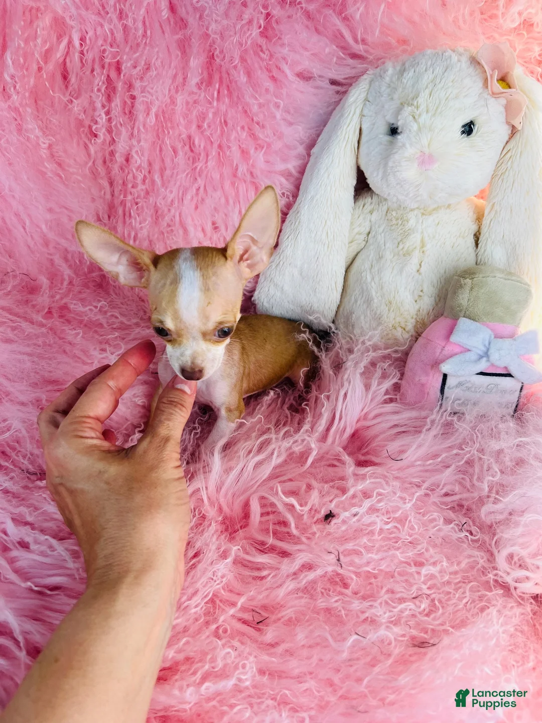 Chihuahua dogs for sale: Chihuahua 1 - Ad 7