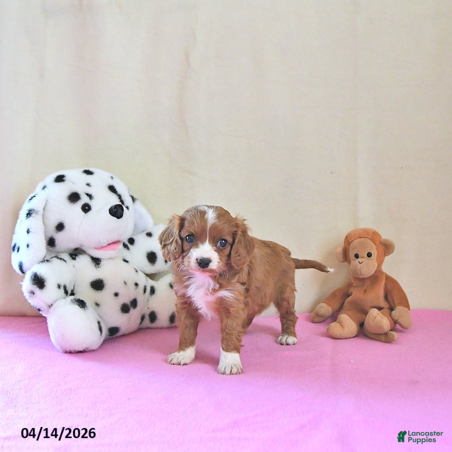 Cavapoo dogs Adora - Ad 1