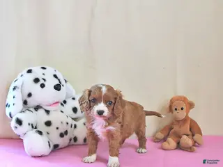 Cavapoo dogs for sale: Adora - Ad 1