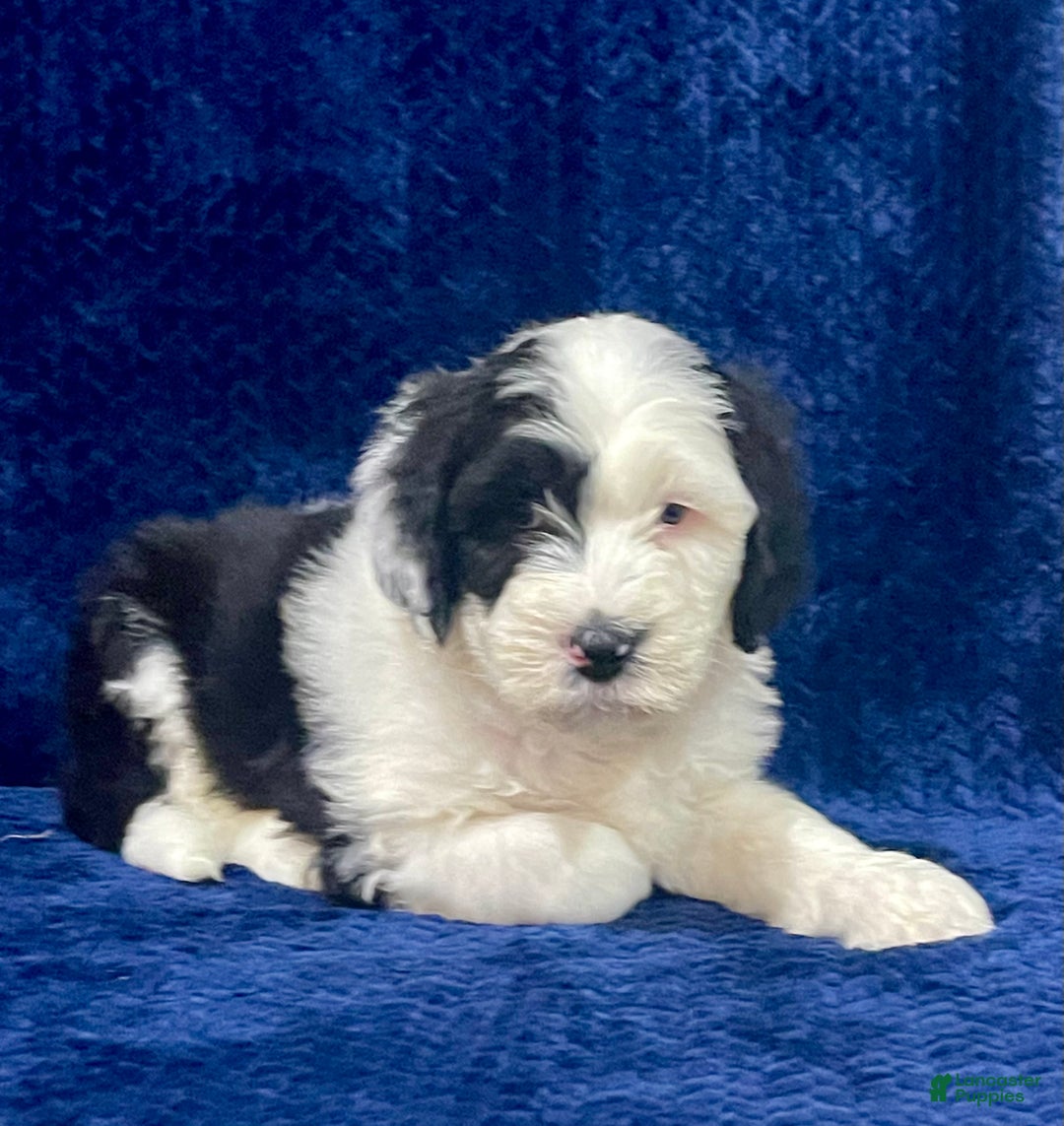 Sheepadoodle dogs for sale: Milo - Ad 3