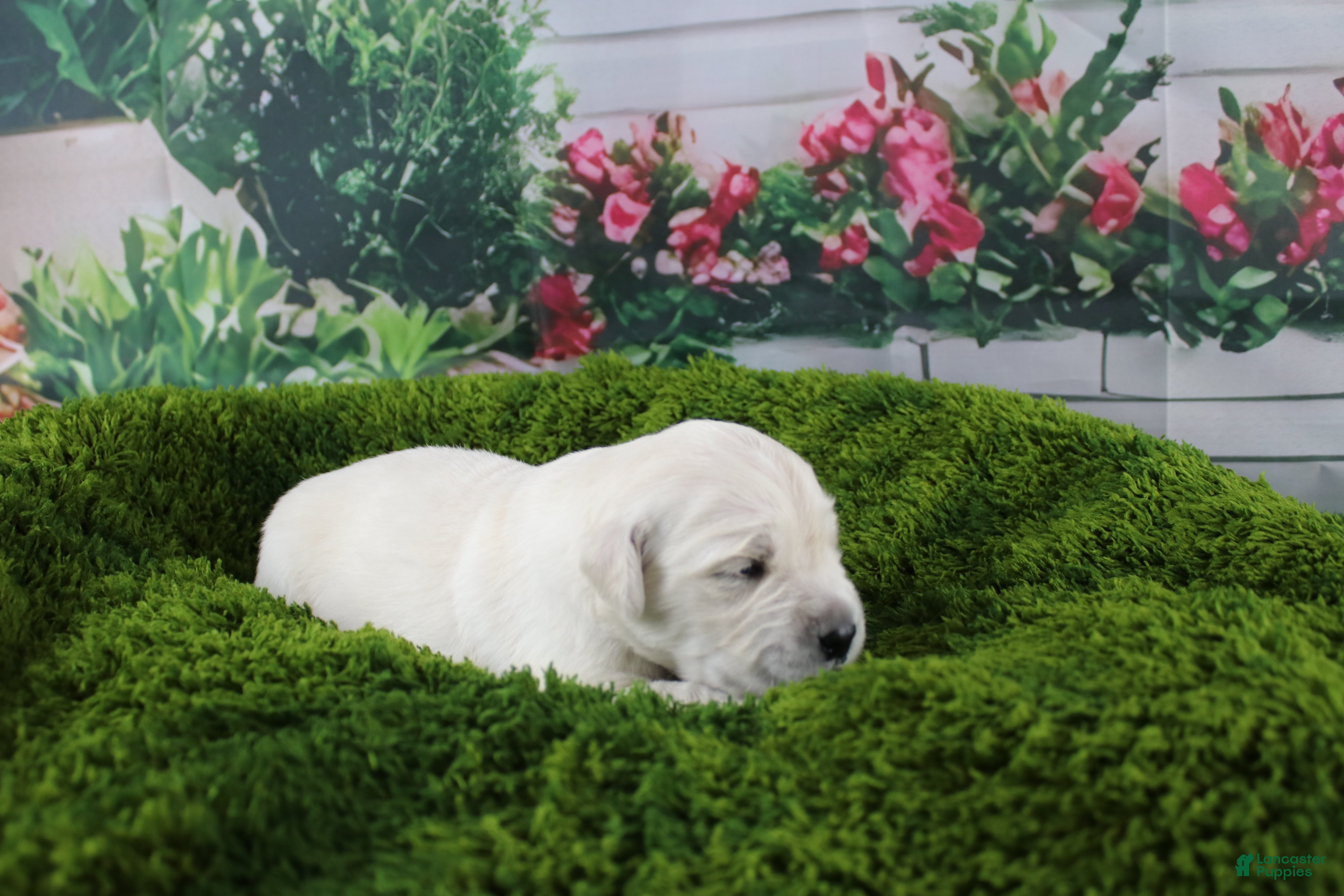 Golden Retriever dogs Casper - Ad 20