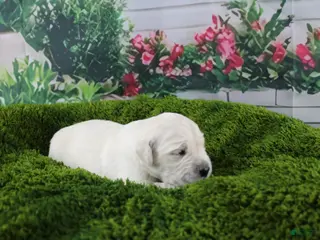 Golden Retriever dogs Casper - Ad 20