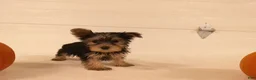Yorkshire Terrier dogs for sale: Ruby - Ad 11