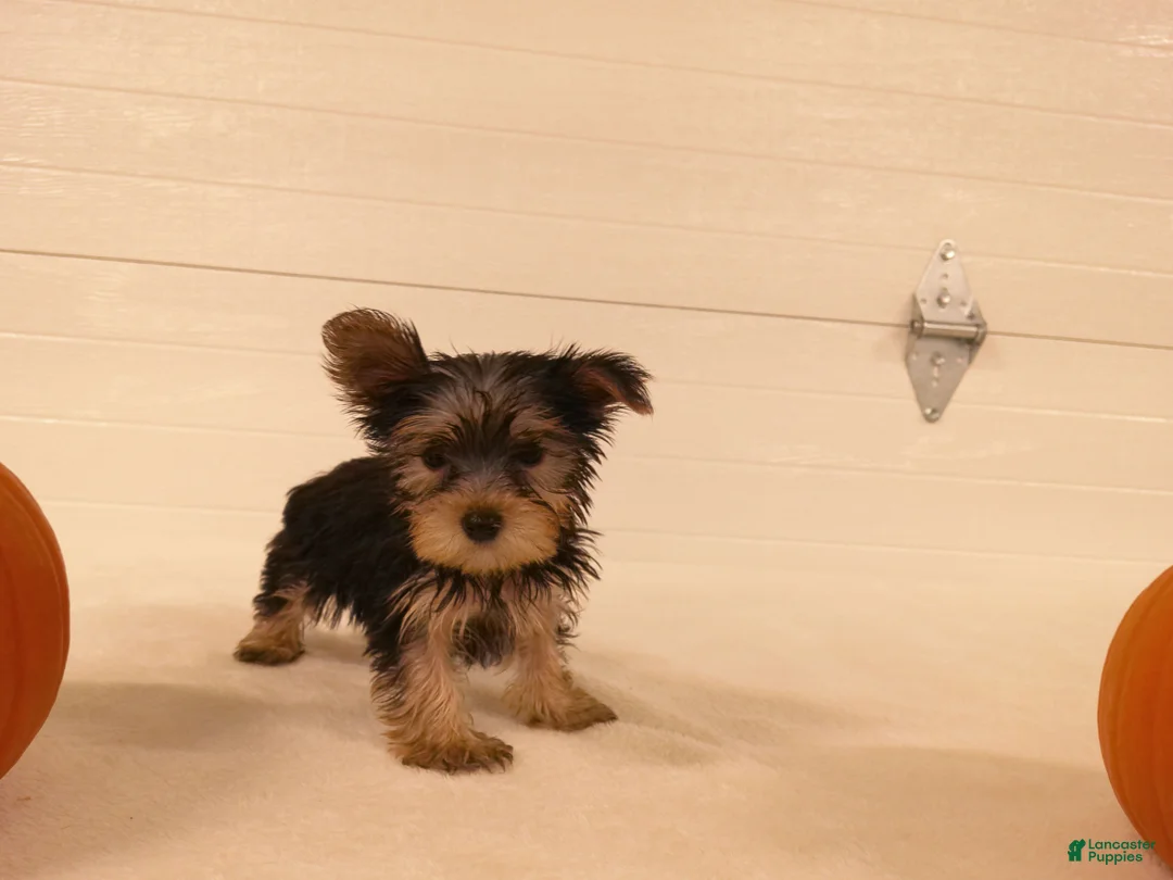 Yorkshire Terrier dogs for sale: Ruby - Ad 11