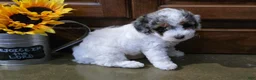 Toy Poodle dogs for sale: Heather Toy Poodle  - Ad 4