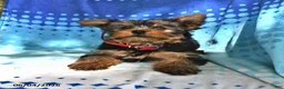 Yorkshire Terrier dogs for sale: Miney - Ad 3