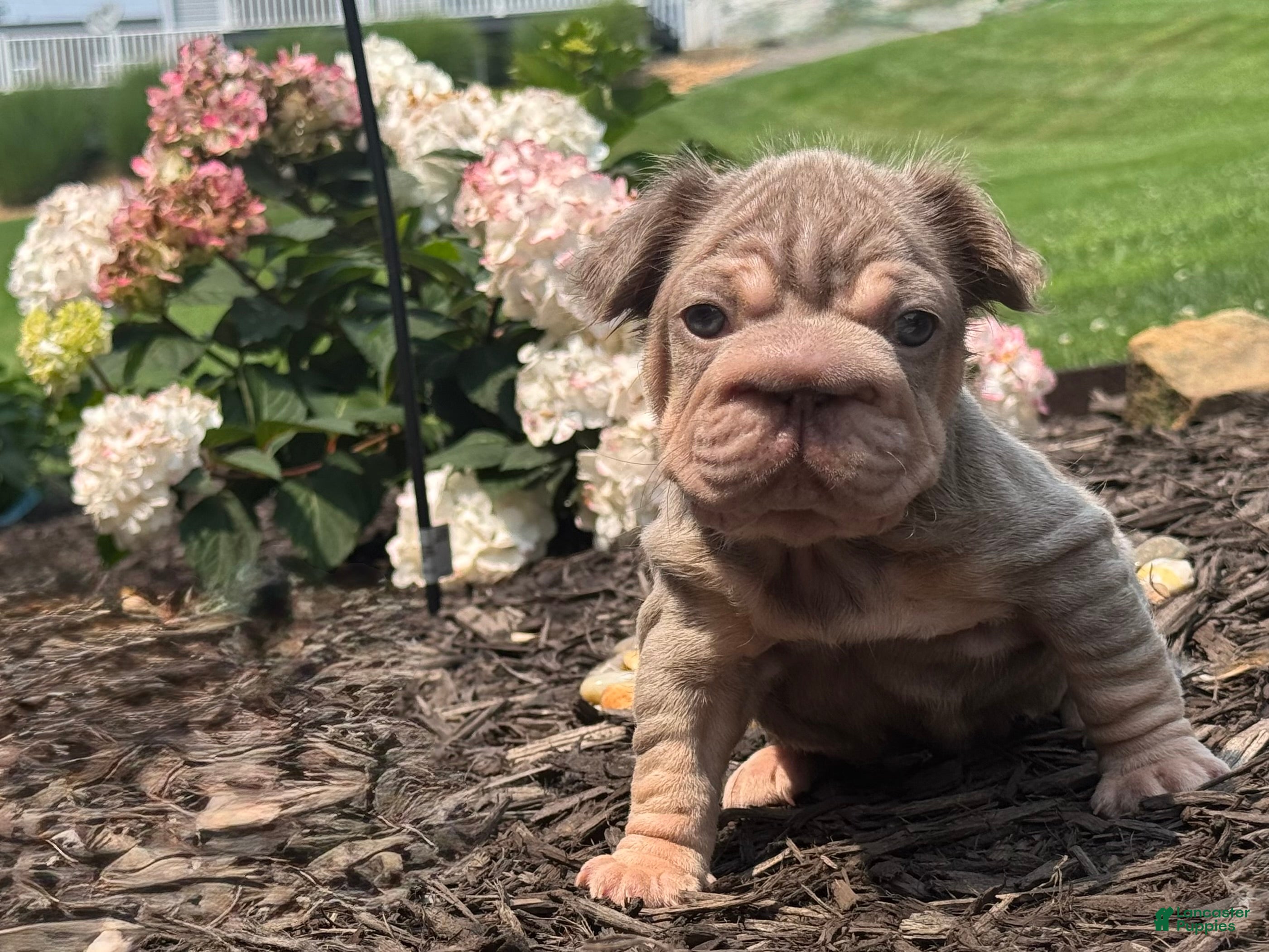 French Bulldog dogs Lucia - Ad 1