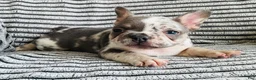 French Bulldog dogs for sale: Amber  - Ad 1