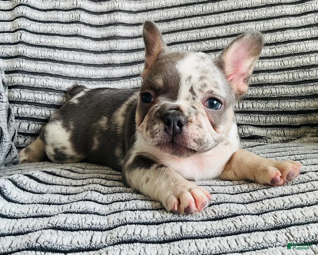 French Bulldog dogs for sale: Amber  - Ad 1