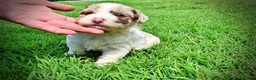 Havapoo dogs for sale: Simba - Ad 11