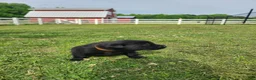 Labrador Retriever dogs for sale: Orange Male - Ad 1