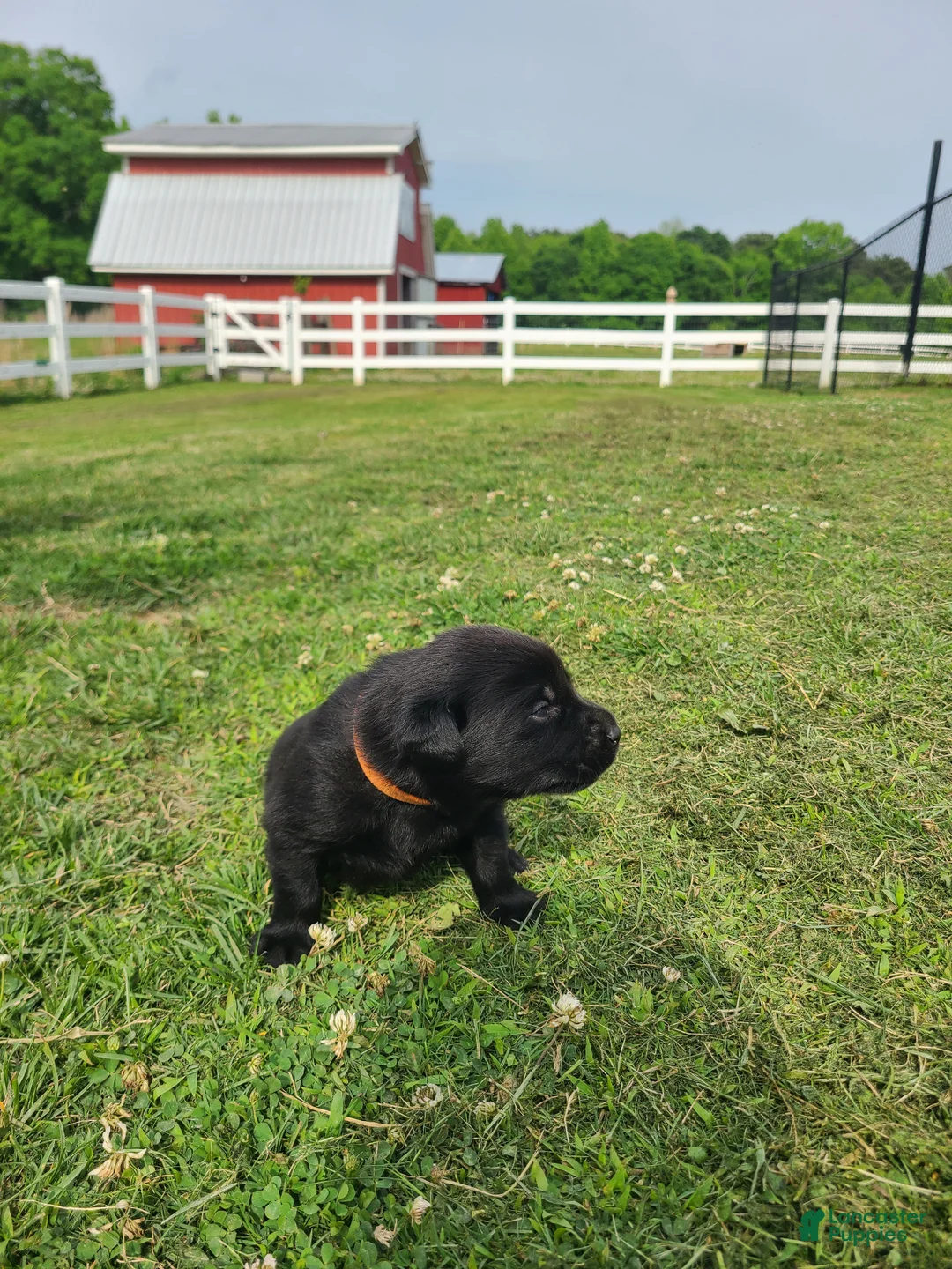 Labrador Retriever dogs for sale: Orange Male - Ad 1