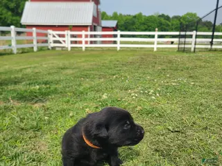 Labrador Retriever dogs Orange Male - Ad 17