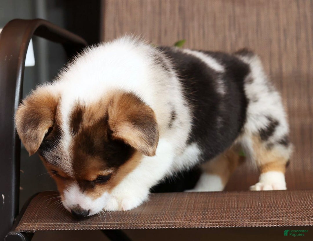 Welsh Corgi Pembroke dogs for sale: Chloe - Ad 8