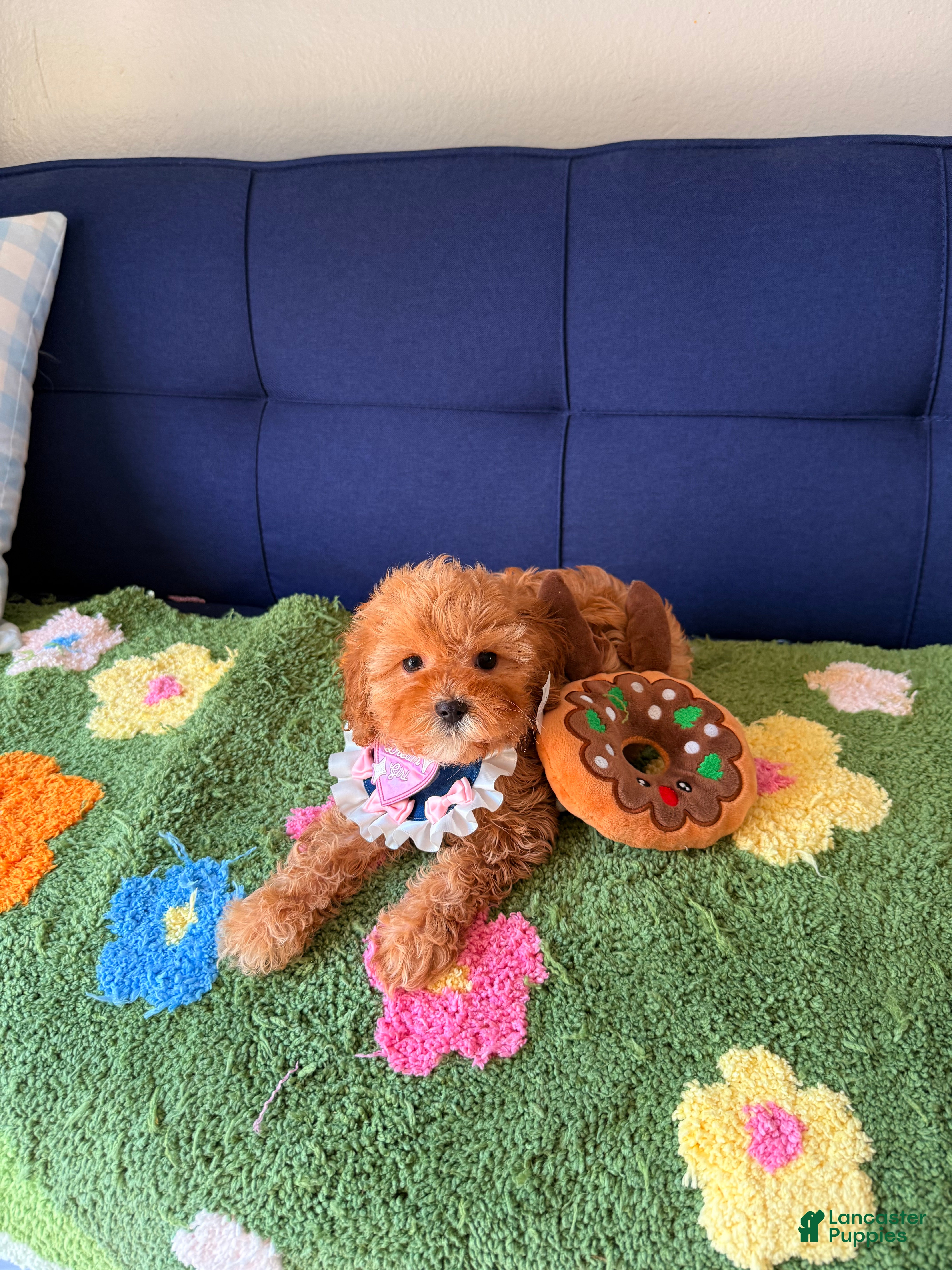 Cavapoo dogs Lily - Ad 2