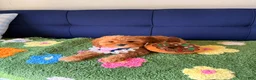 Cavapoo dogs for sale: Lily - Ad 2