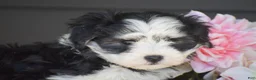 Havanese dogs for sale: Kevin - Ad 3
