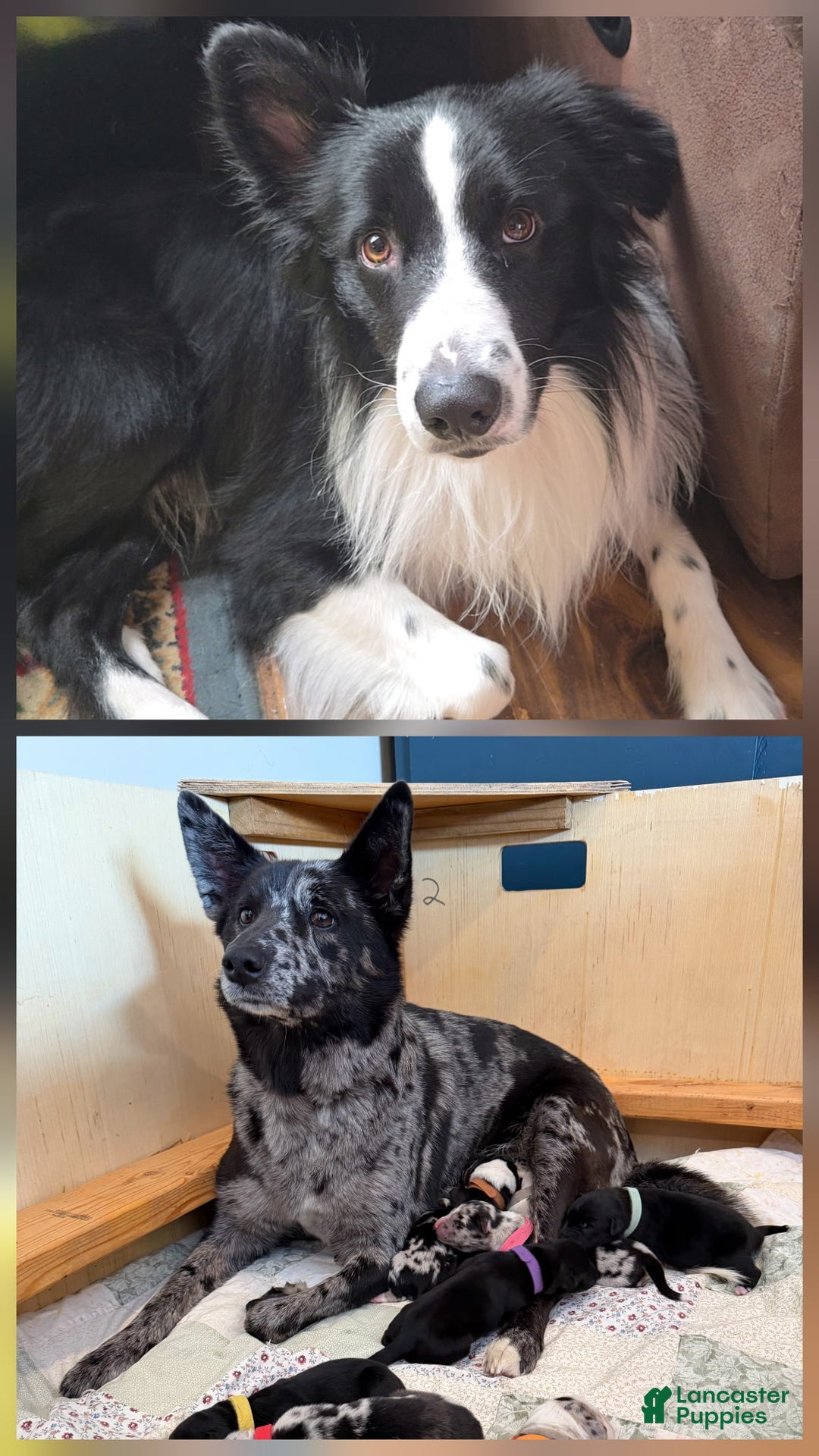 Mixed Breed dogs for sale: Belle - Ad 7